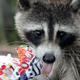 A raccoon licks his lips while eating a stolen bag of sandwiches Wednesday afternoon June 22, 2005 at Fort DeSoto Park in St. Petersburg, Fla.